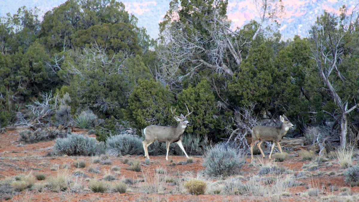 Mule Deer – Odocoileus Hemionus