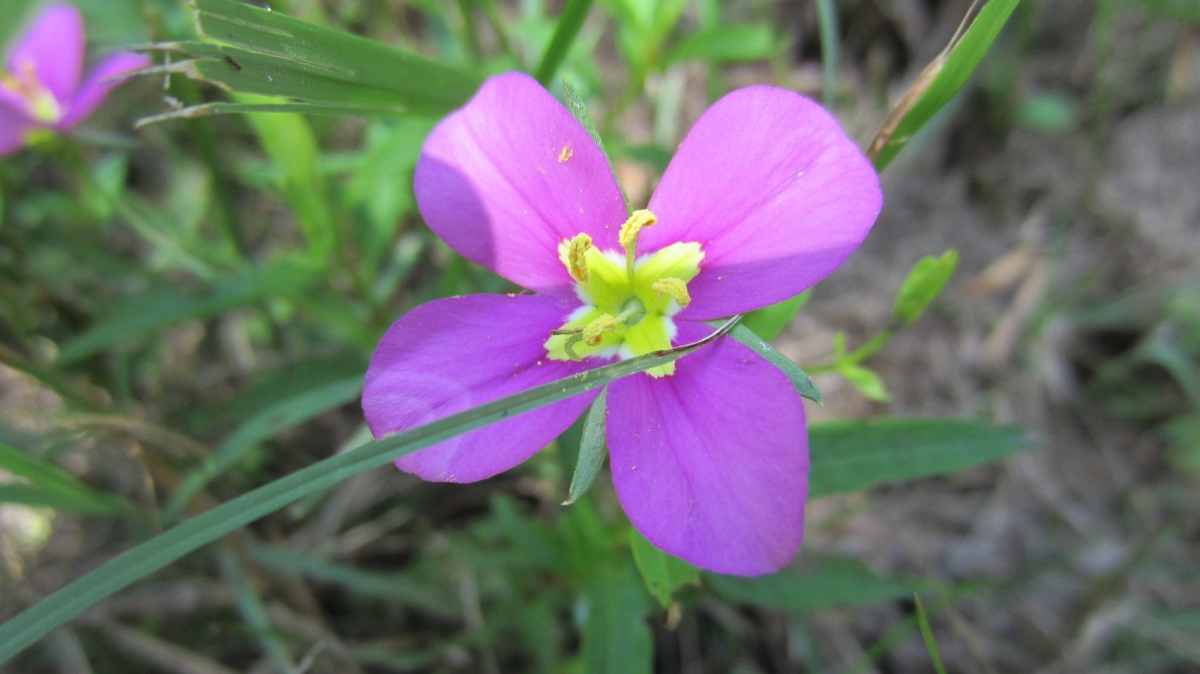 Meadow Pink – Sabatia Campestris