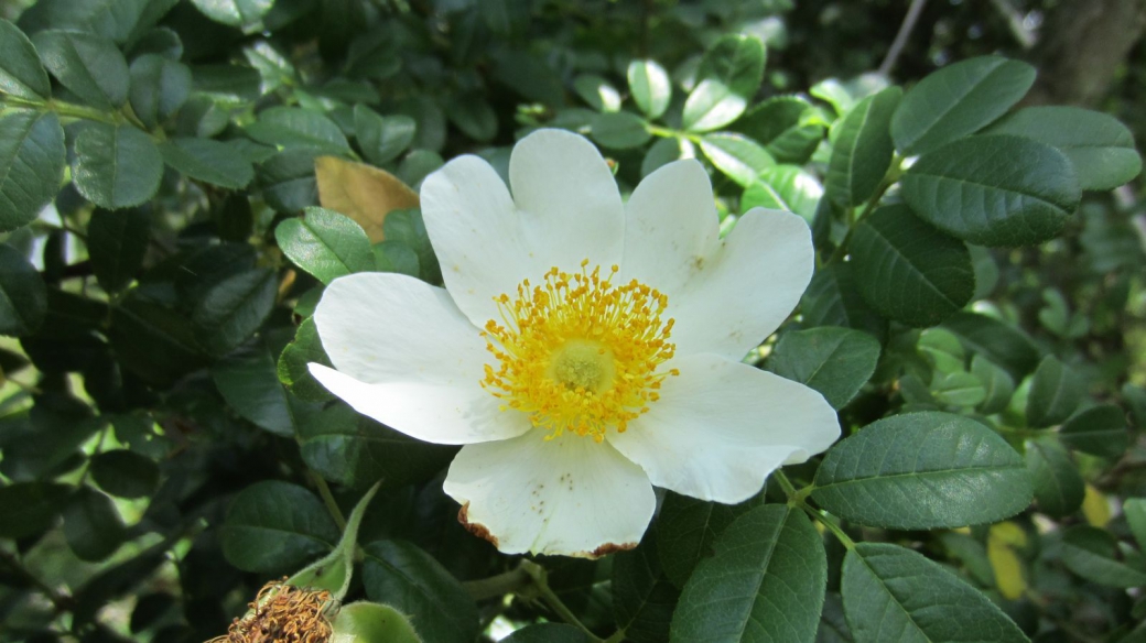 Cherokee Rose – Rosa Laevigata