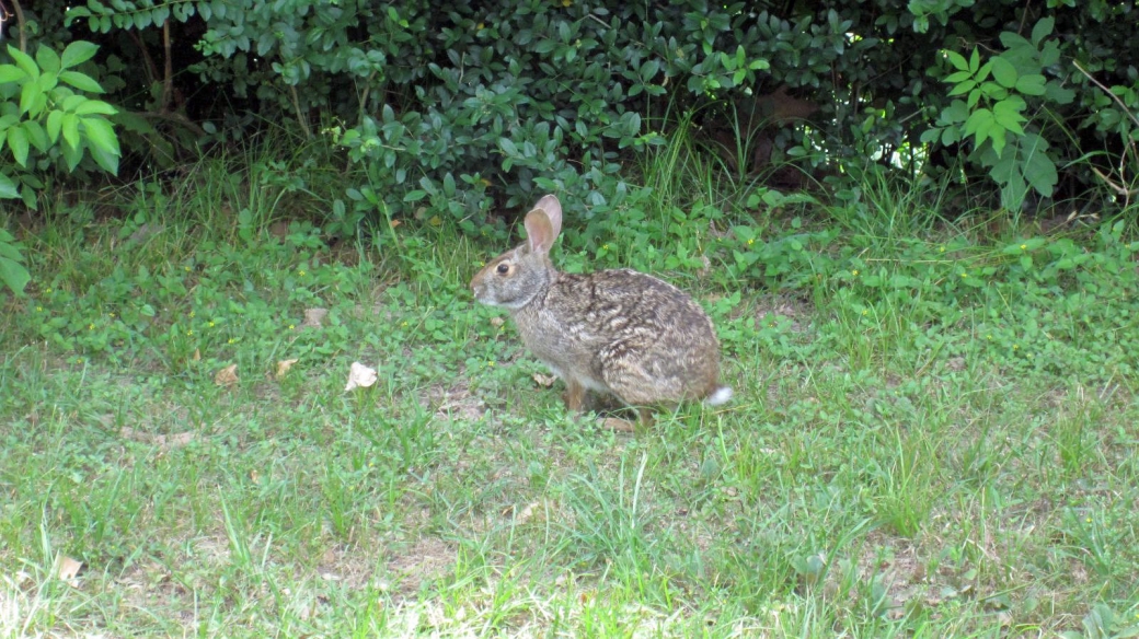 Cottontail Rabbit - Sylvilagus