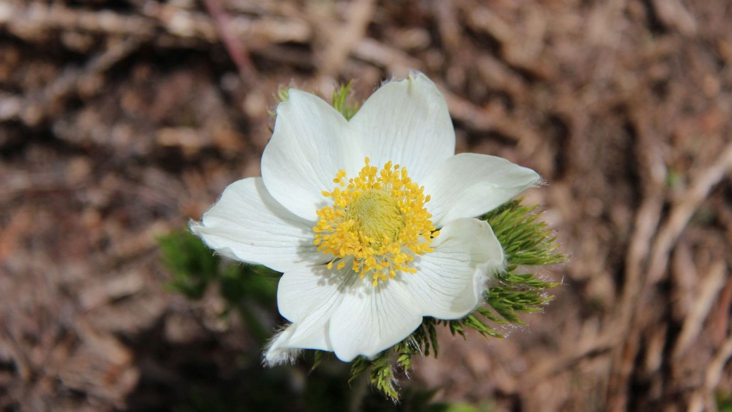 Western Pasque Flower - Pulsatilla occidentalis