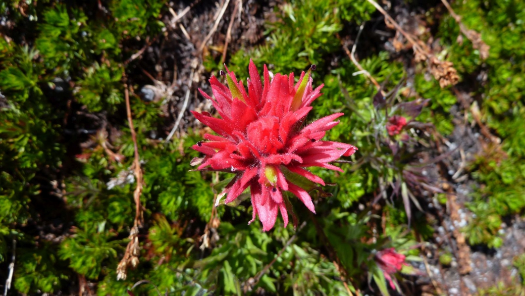 Giant Red Paint Brush - Castilleja miniata