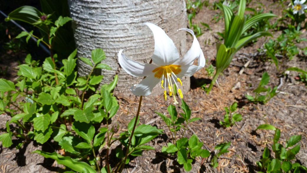 Avalanche Lily - Erythronium Montanum
