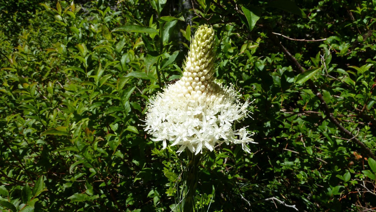 Bear Grass – Xerophyllum Tenax