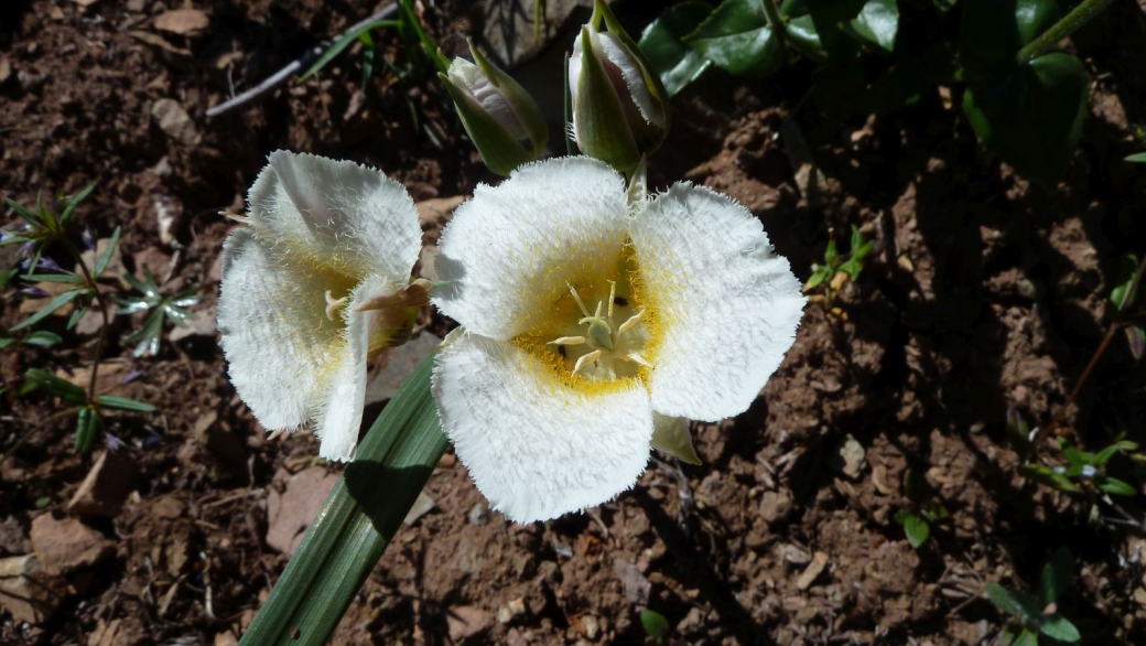 Cat’s-ear Lily – Calochortus Subalpinus