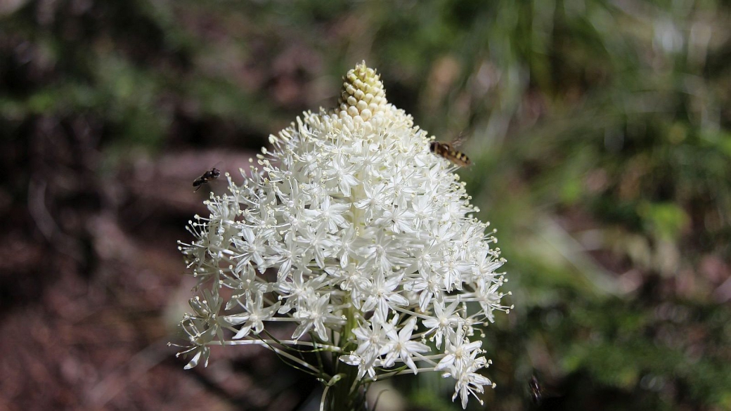 Bear Grass – Xerophyllum Tenax