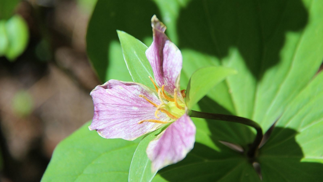 Western Wake Robin – Trillium Ovatum