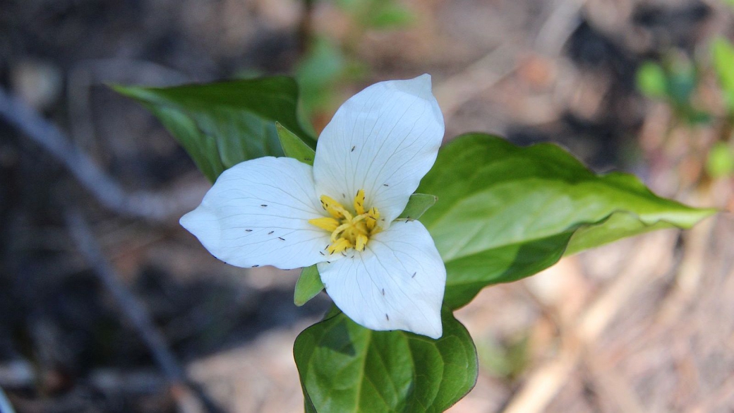 Western Wake Robin – Trillium Ovatum