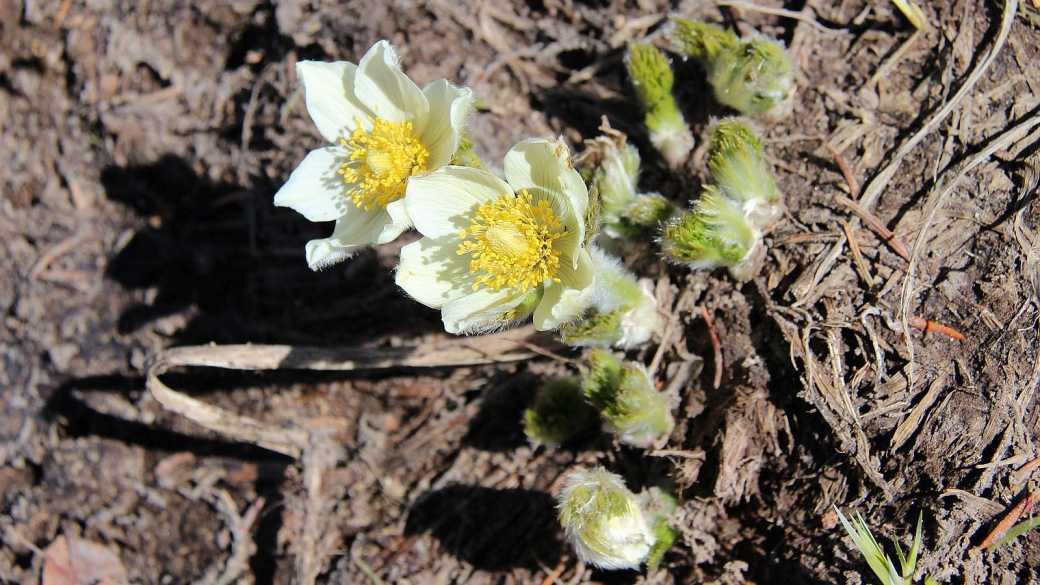 Western Pasque Flower – Pulsatilla Occidentalis