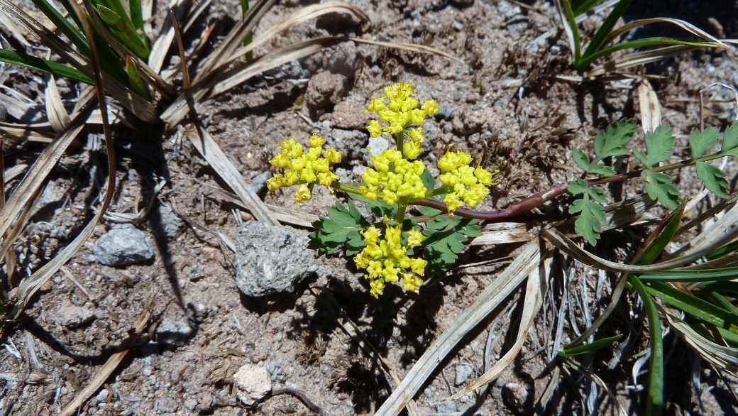 Spring Gold - Lomatium Utriculatum