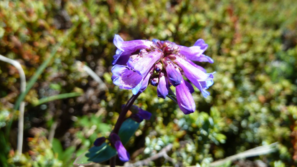 Cascades Penstemon – Penstemon Serrulatus