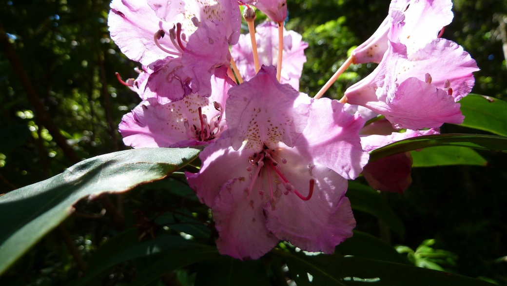 Alpenrose - Rhododendron Ferrugineum