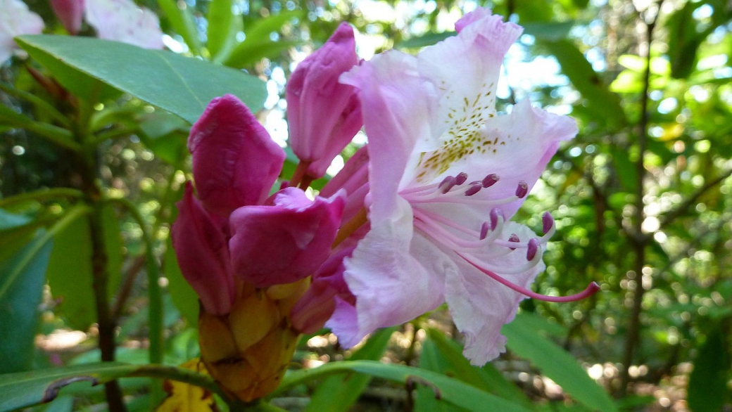 Alpenrose - Rhododendron Ferrugineum