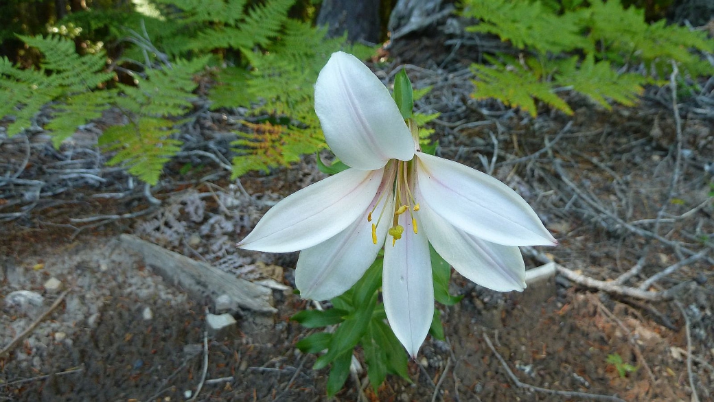 Cascade Lily – Lilium Washingtonianum