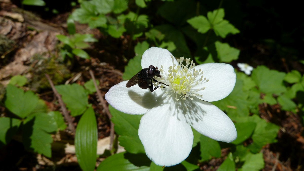 White Globeflower – Trollius Laxus
