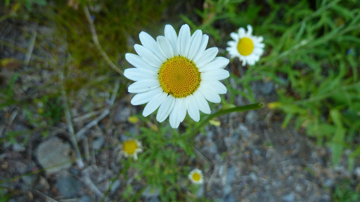 Oxeye Daisy – Leucanthemum Vulgare