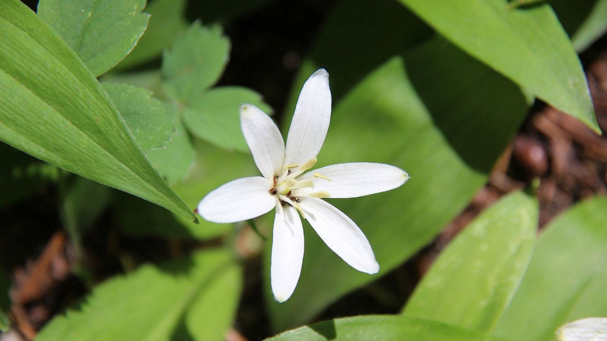 Queen’s Cup – Clintonia Uniflora
