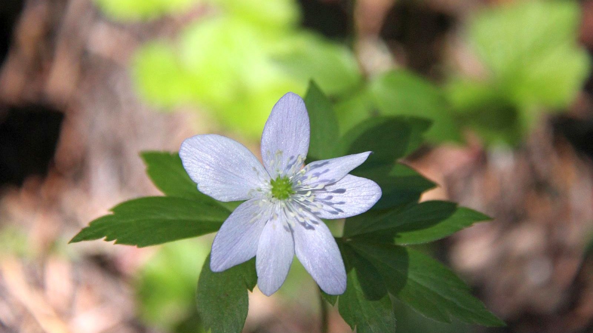 Wood Anemone – Anemone Nemorosa