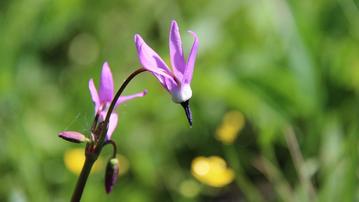 Few-flowered Shooting Star – Dodecatheon Pulchellum