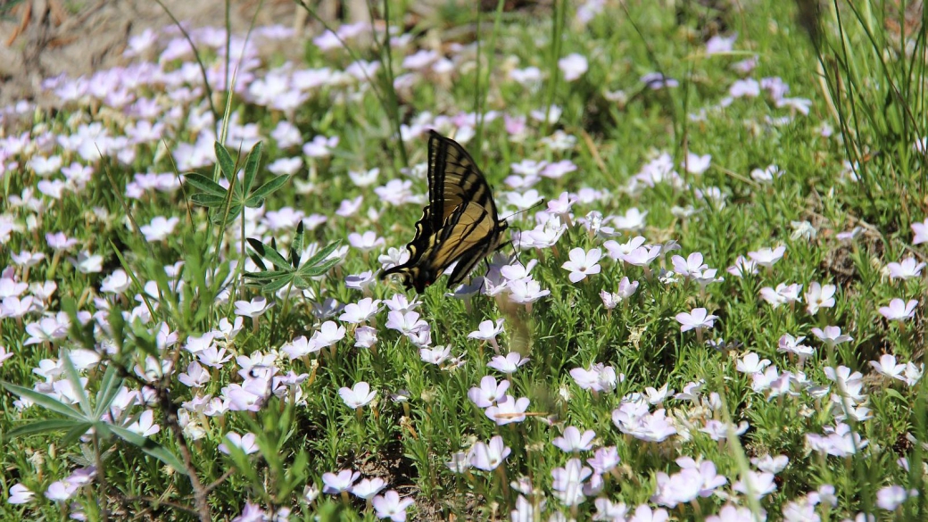 Eastern Tiger Swallowtail butterfly - Papilio Glaucus.