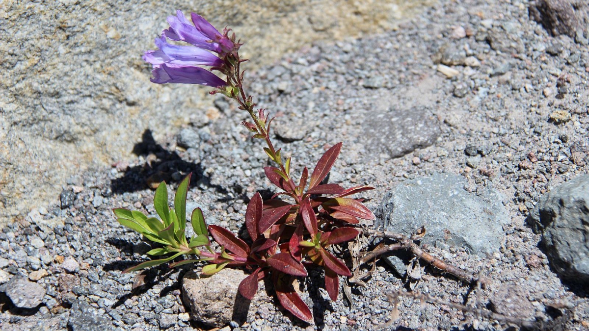 Davidson’s Penstemon – Penstemon Davidsonii