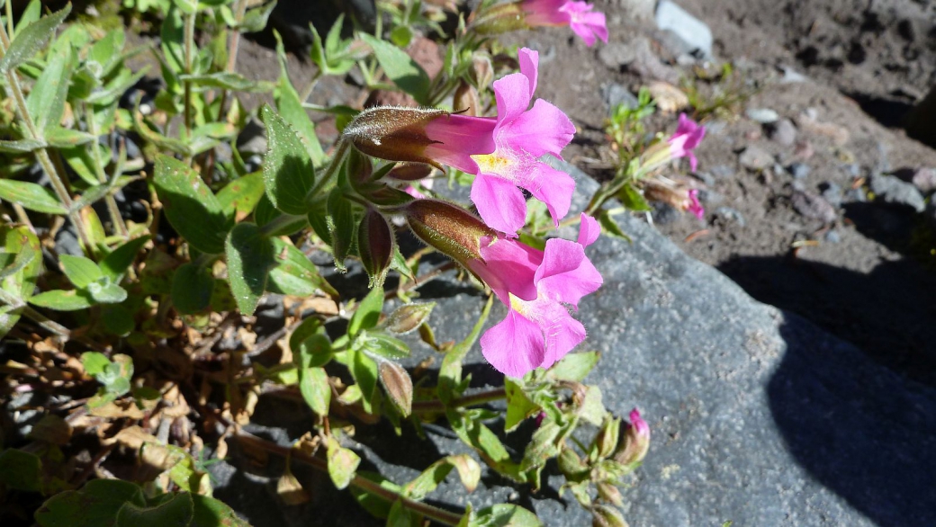 Lewis Monkeyflower - Erythranthe Lewisii