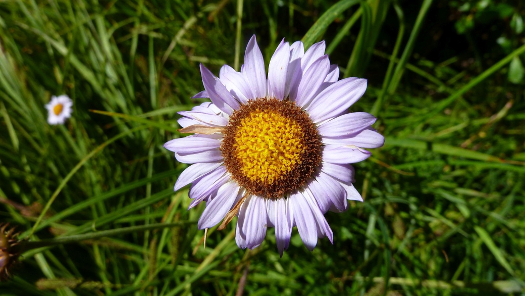 Daisy - Bellis