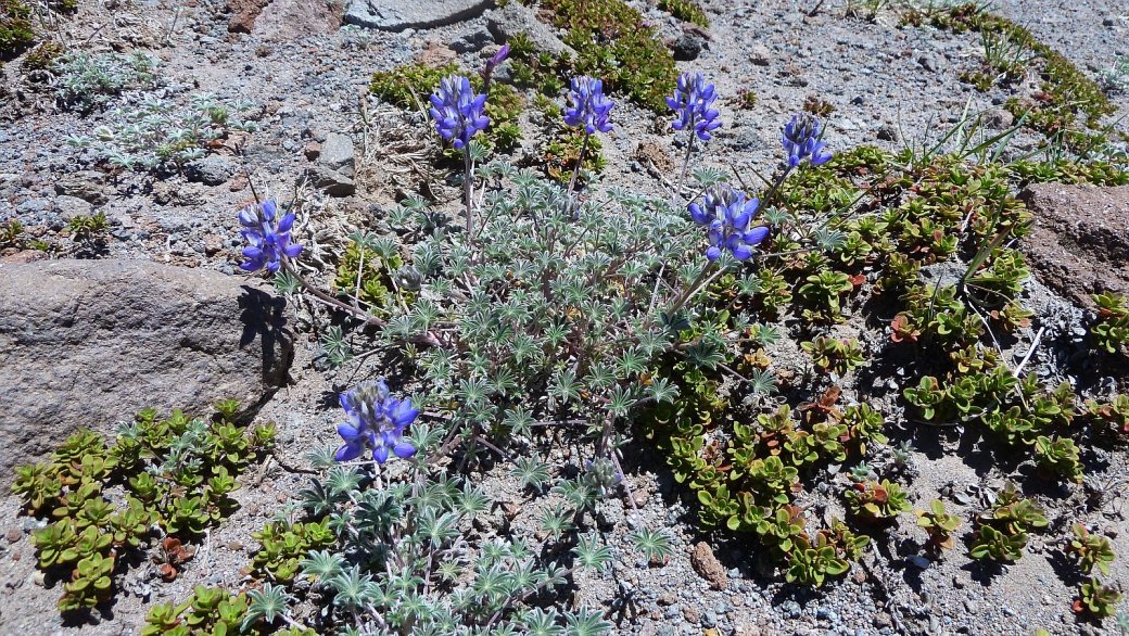 Dwarf Lupine - Lupinus Caespitosus