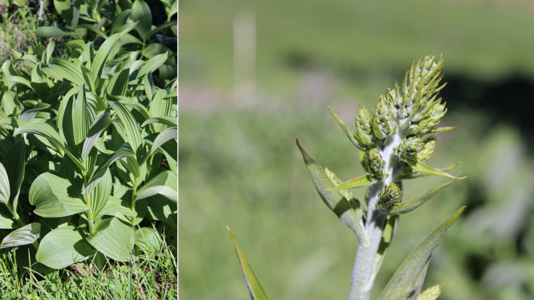 Green False Hellebore - Veratrum Album