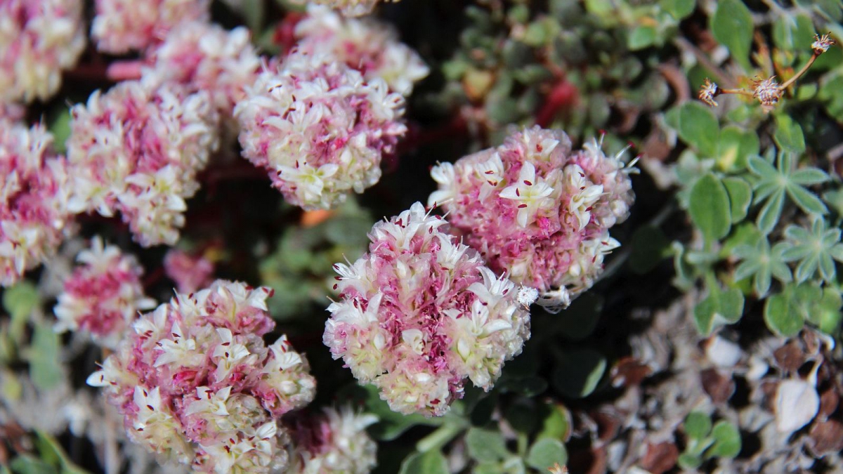 Pussy Paws – Cistanthe
