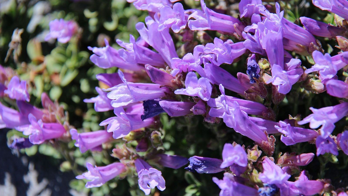 Cliff Beardtongue – Penstemon Rupicola