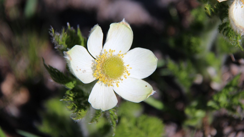 Western Pasque Flower – Pulsatilla Occidentalis