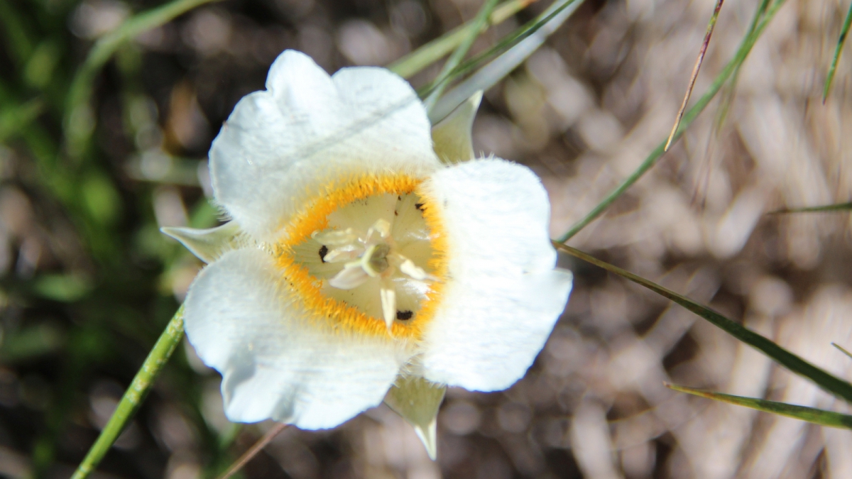 Cat’s-ear Lily – Calochortus Subalpinus