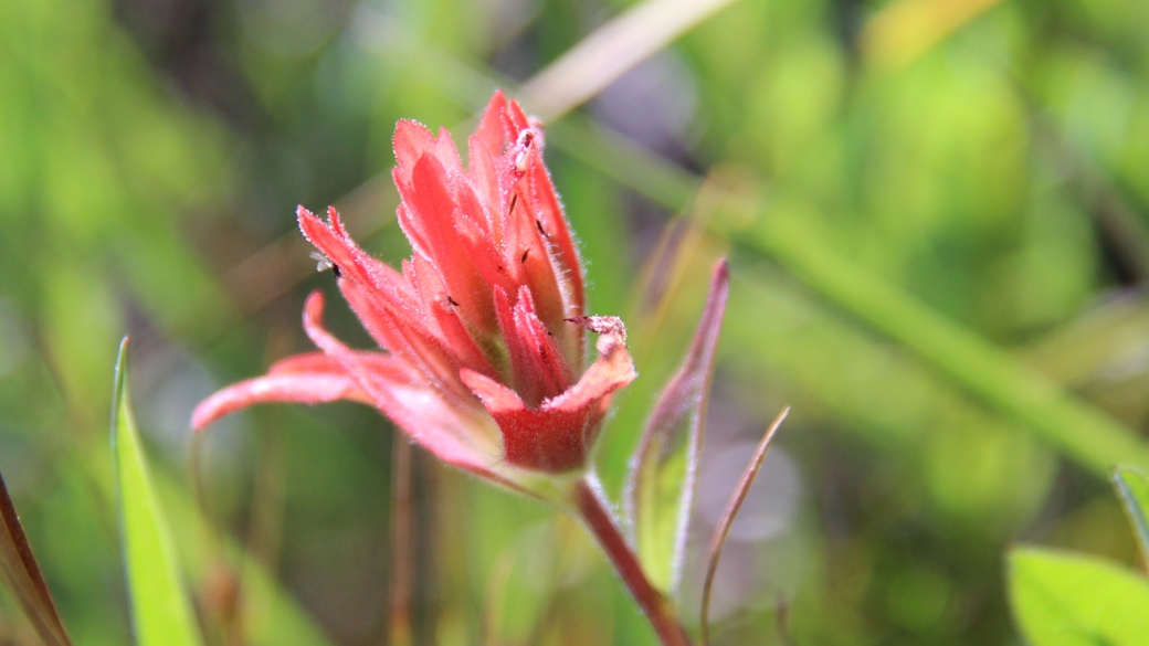 Giant Red Paintbrush - Castilleja Miniata