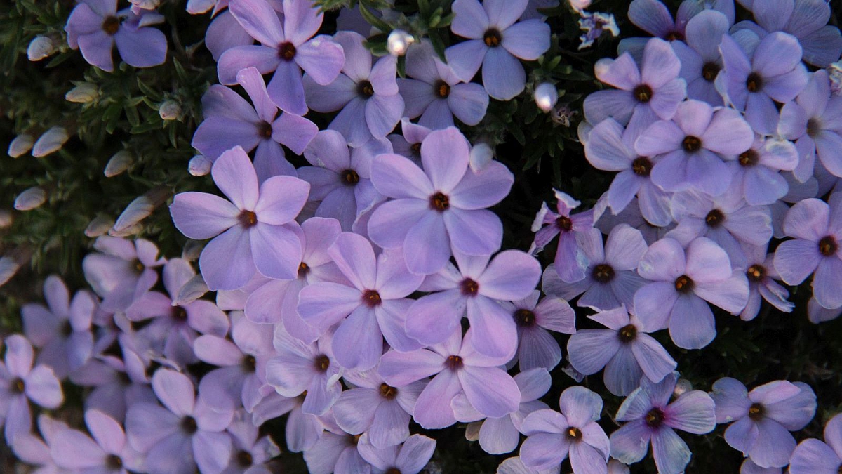 Creeping Phlox – Phlox Stolonifera
