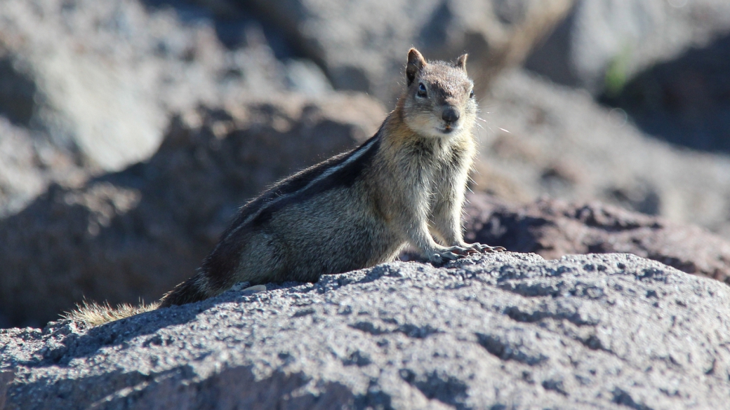 Golden-Mantled Ground Squirrel - Callospermophilus Lateralis