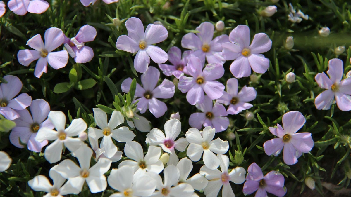 Creeping Phlox – Phlox Stolonifera