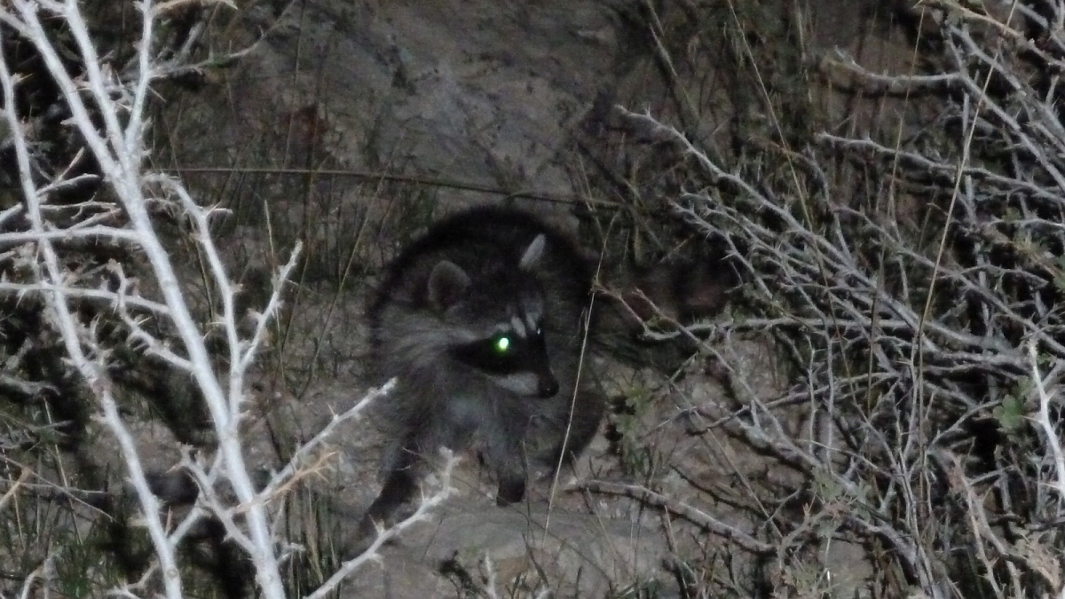 Racoon – Procyon Lotor