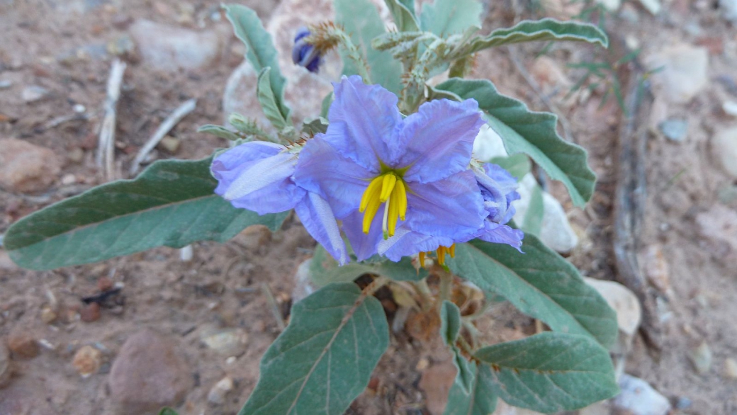 Eggplant flower - Solanum