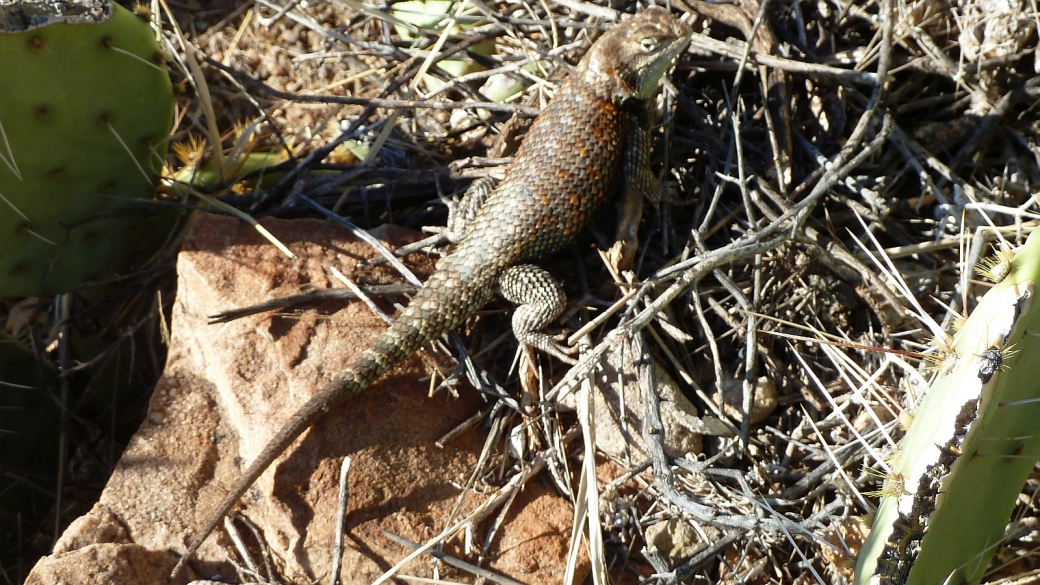 Desert Spiny Lizard – Sceloporus Magister