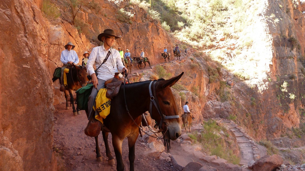 Mules avec touristes sur le Bright Angel Trail, au Grand Canyon National Park, Arizona.