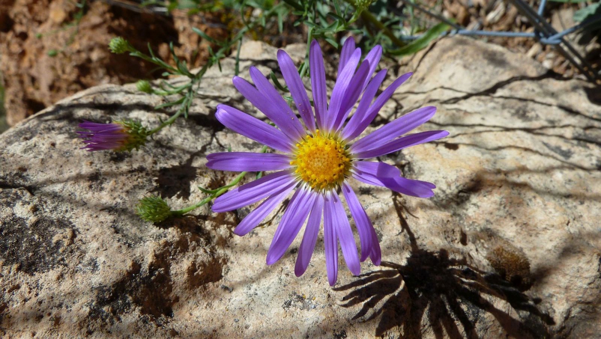 Purple Aster – Symphyotrichum Puniceum