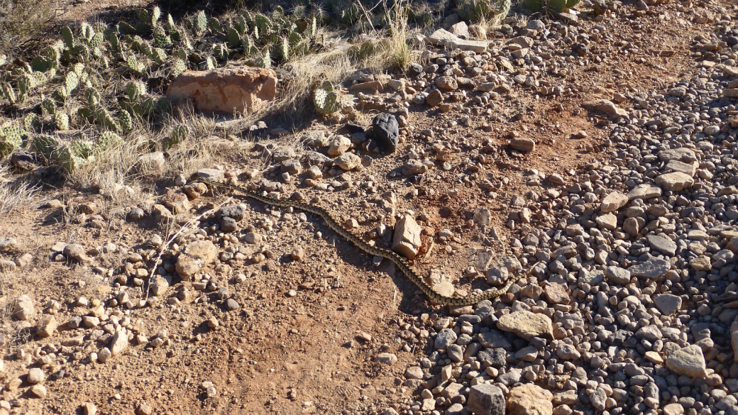 Beau specimen de "Pacific Gopher Snake", croisé sur le sentier vers Plateau Point, au Grand Canyon National Park, Arizona.