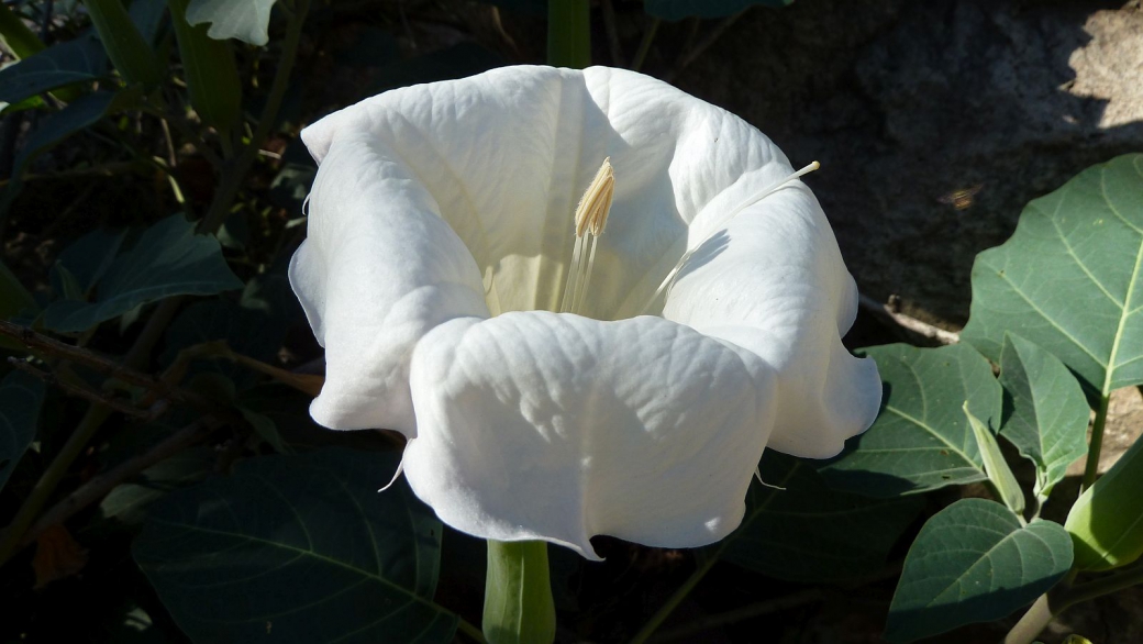 Moonflower – Datura Inoxia