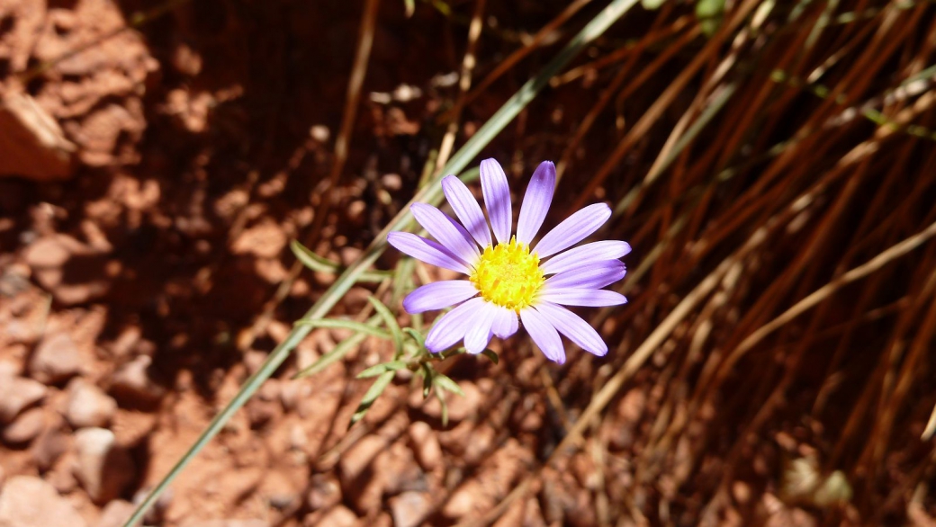 Hoary Tansyaster - Dieteria Canescens