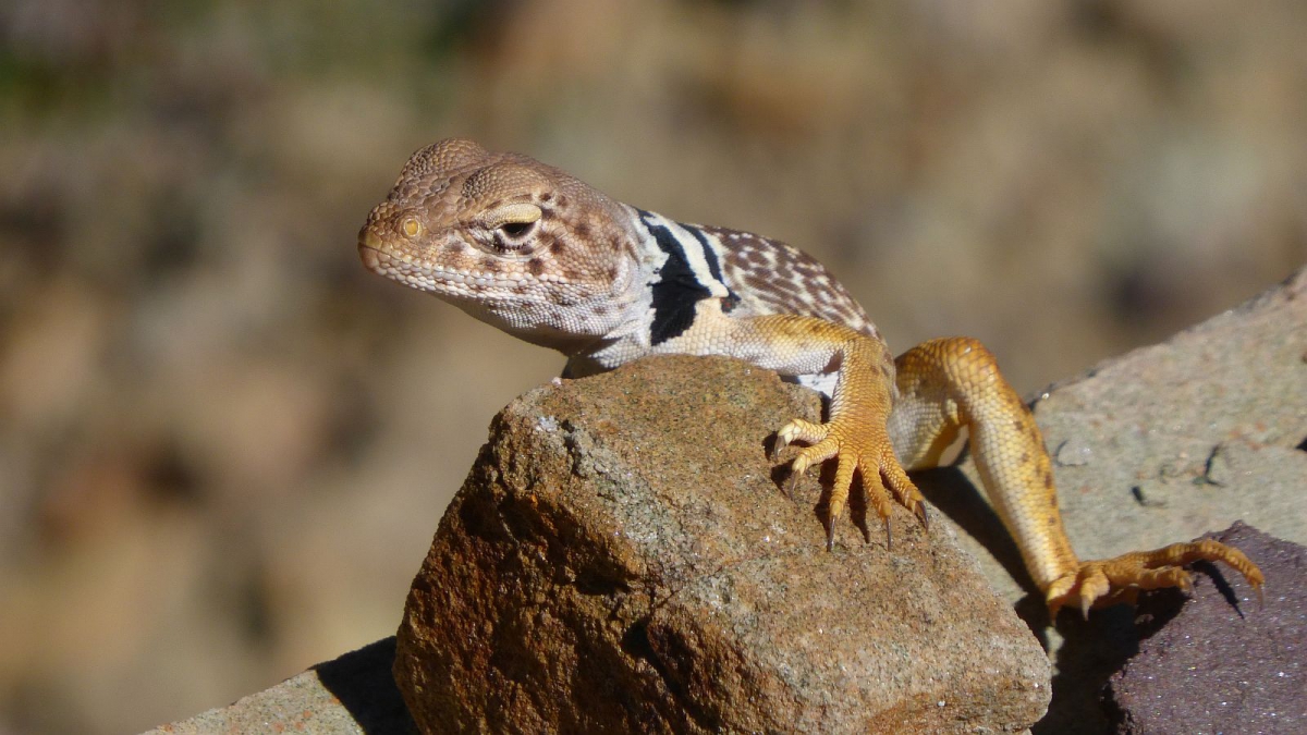 Eastern Collared Lizard (female) – Crotaphytus Collaris