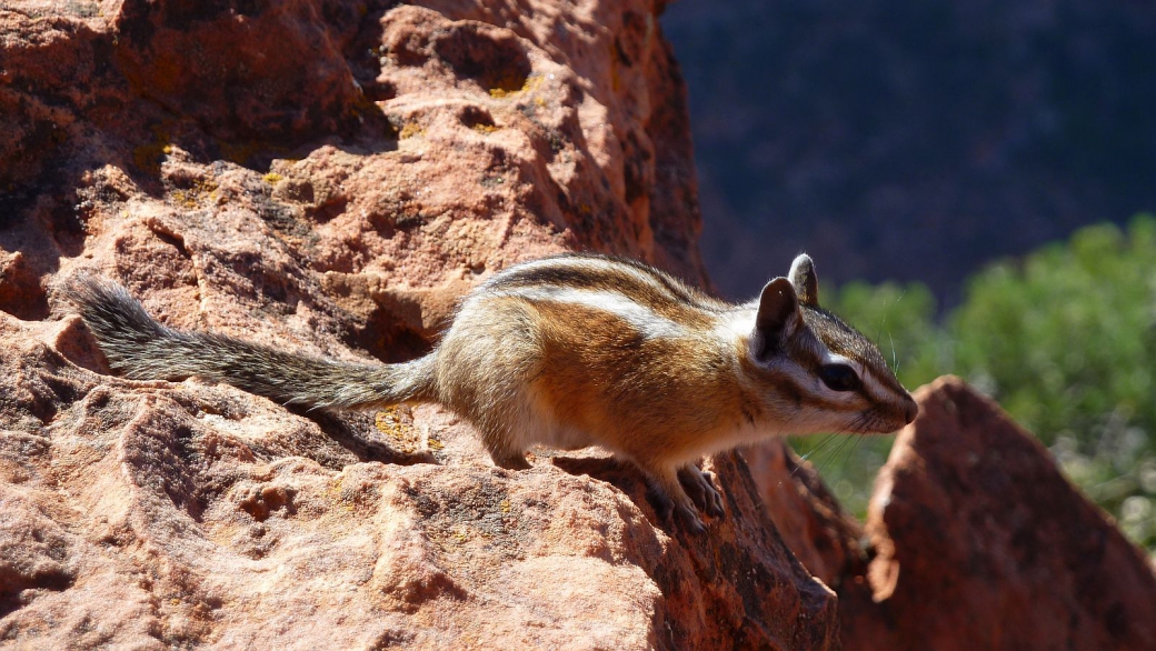 Uinta Chipmunks - Neotamias