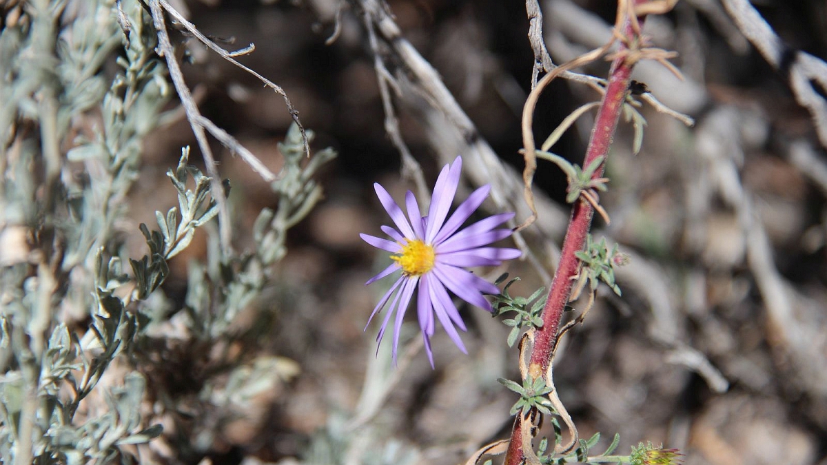 Purple Aster – Symphyotrichum Puniceum