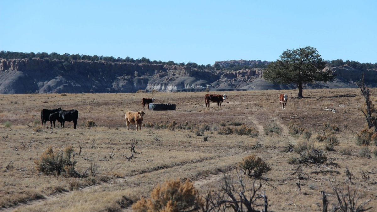 Mesa de Cuba – Cuba – New Mexico