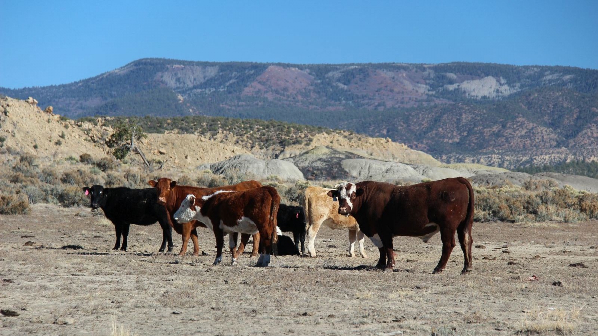 Mesa de Cuba – Cuba – New Mexico